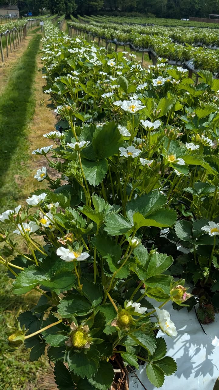 Primrose Vale PYO